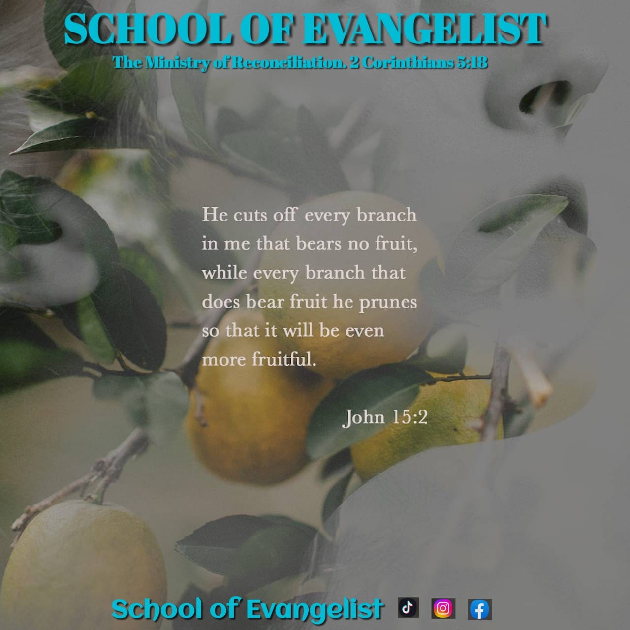 Read more about the article ARE YOU FRUITFUL?